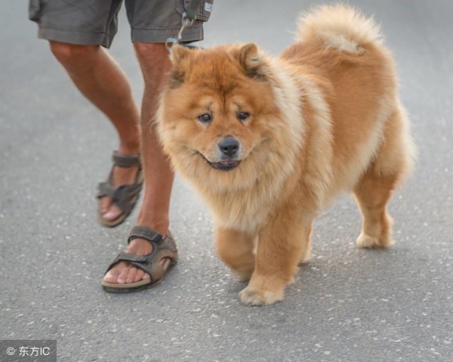 松狮犬的“5大缺点”，劝你最好别养！