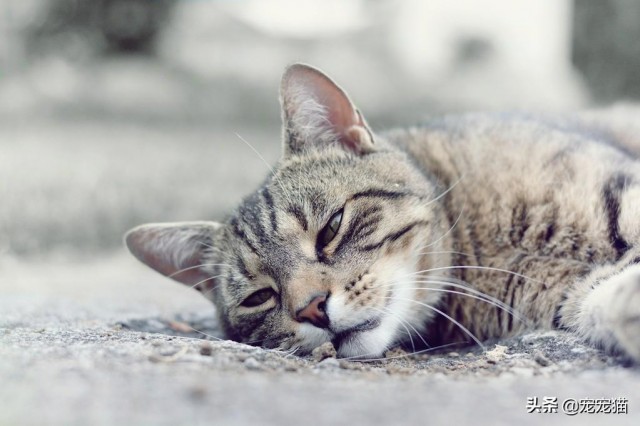 祖先生活在沙漠中的猫也会中暑，夏天应该采取措施防止猫中暑