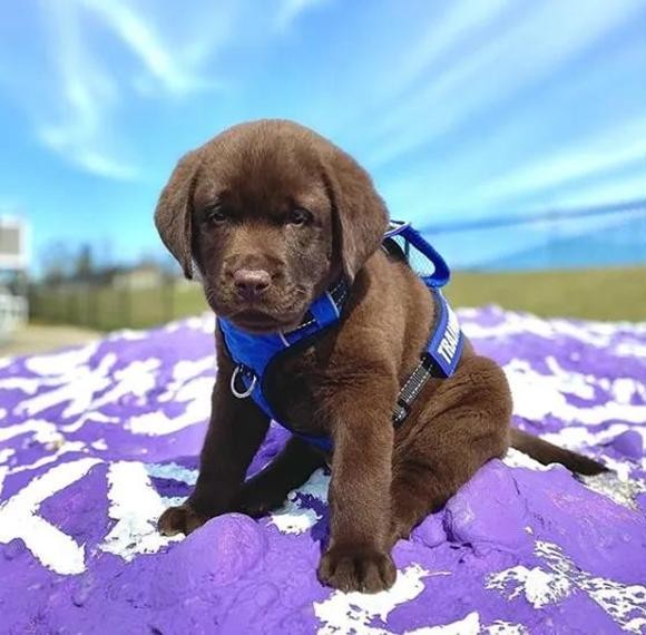 你以为的警犬vs现实中的警犬：反差萌有点大，太可爱了！