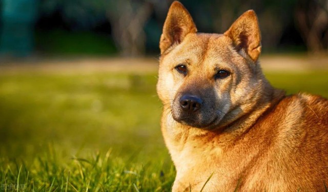 这六种犬不能随便养，一旦养了，它们就会用一生忠诚于你